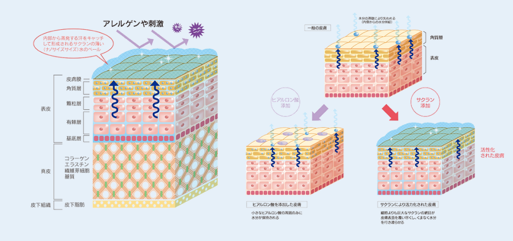 皮膚の断面図、サクラン®の潤いのベールがアレルゲンや刺激を弾く様子